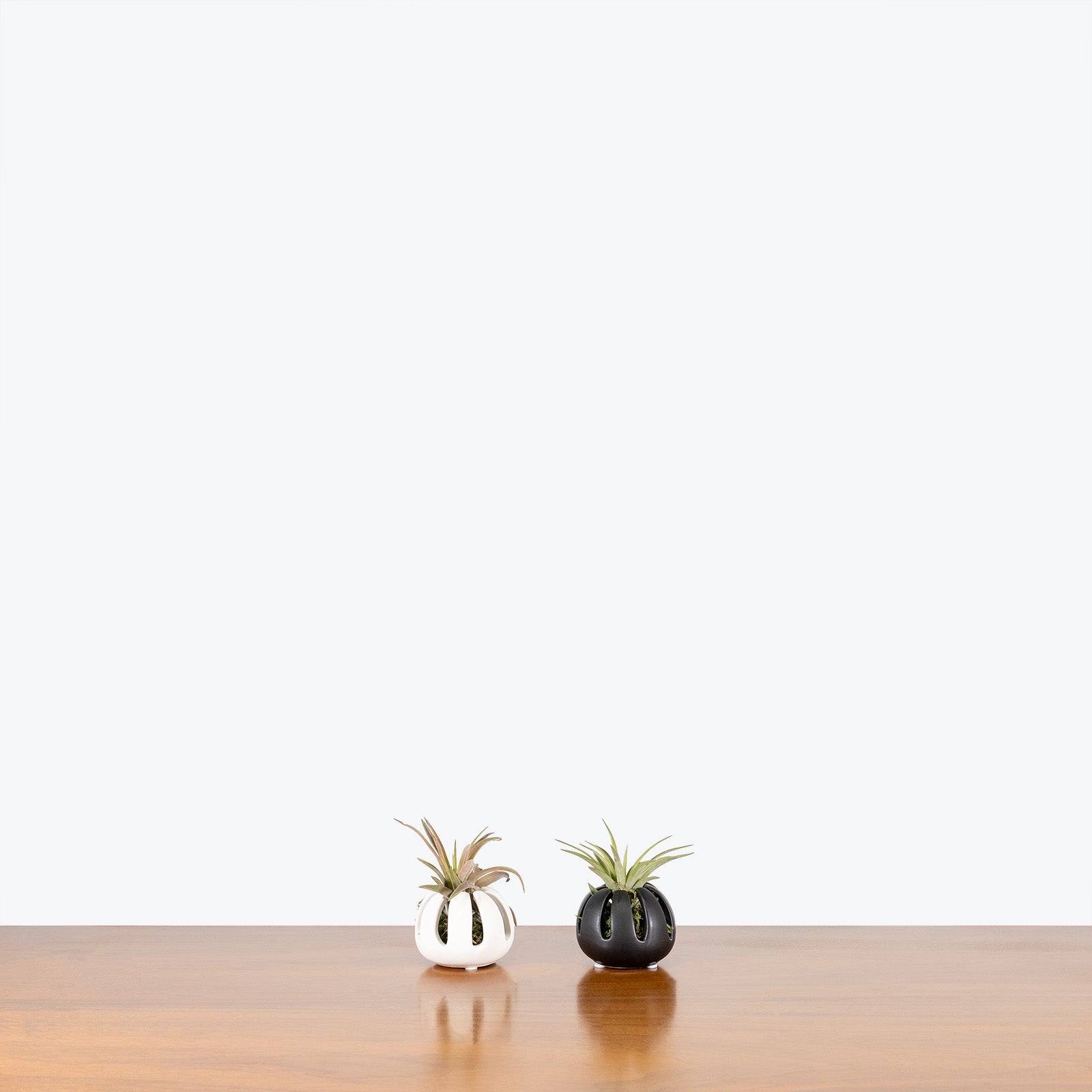 Air Plant with Holder