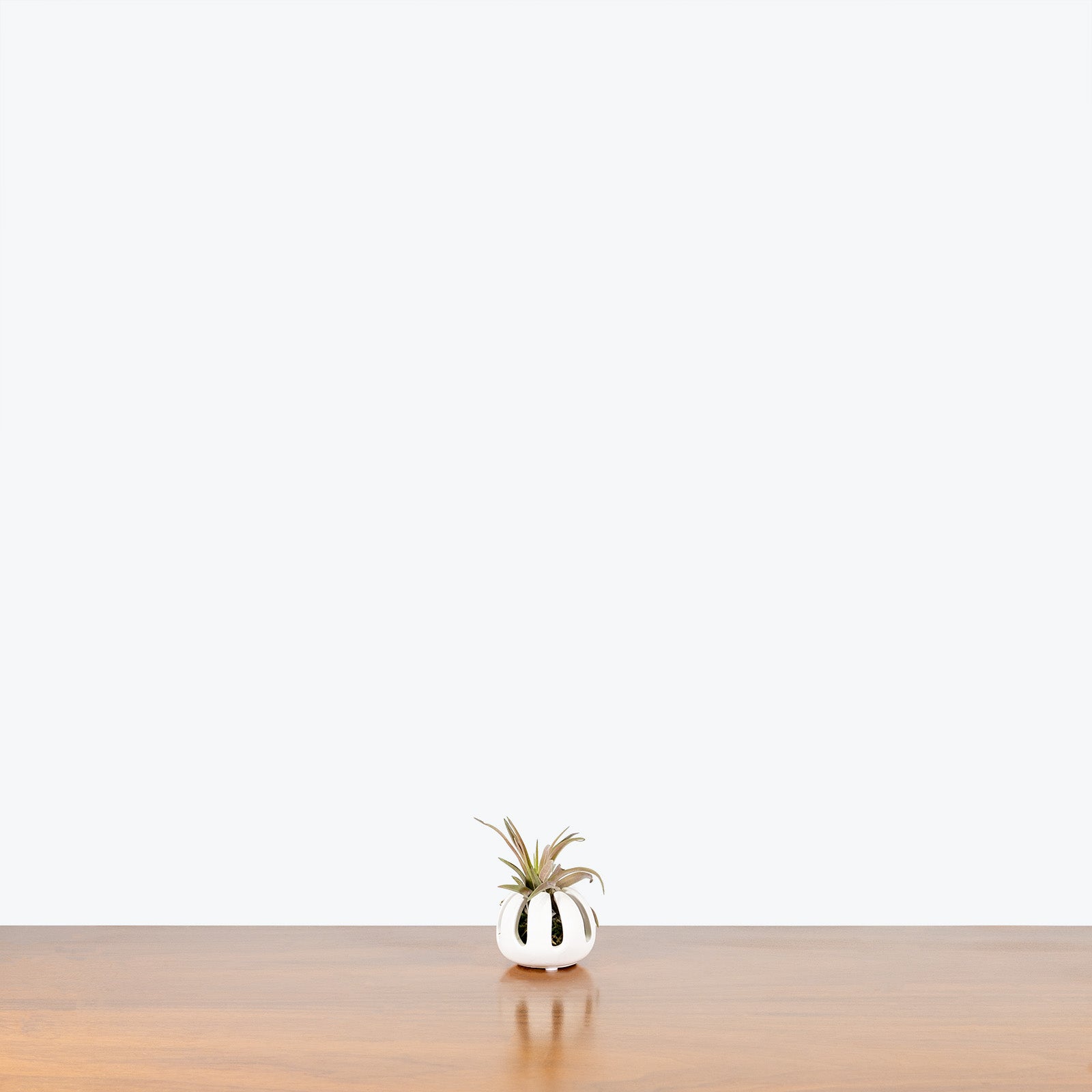 Air Plant with Holder