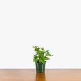 Algerian Ivy Green — 4" Pot