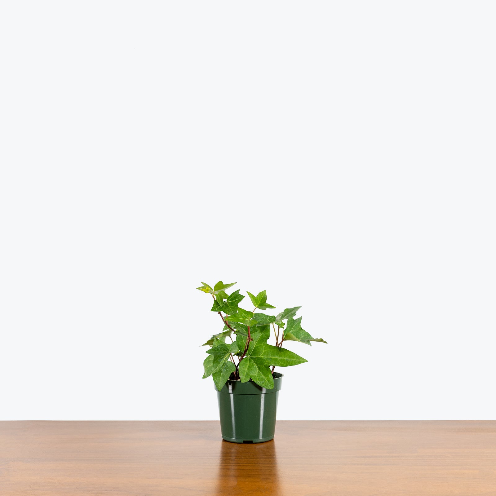 Algerian Ivy - House Plants Delivery Toronto - JOMO Studio