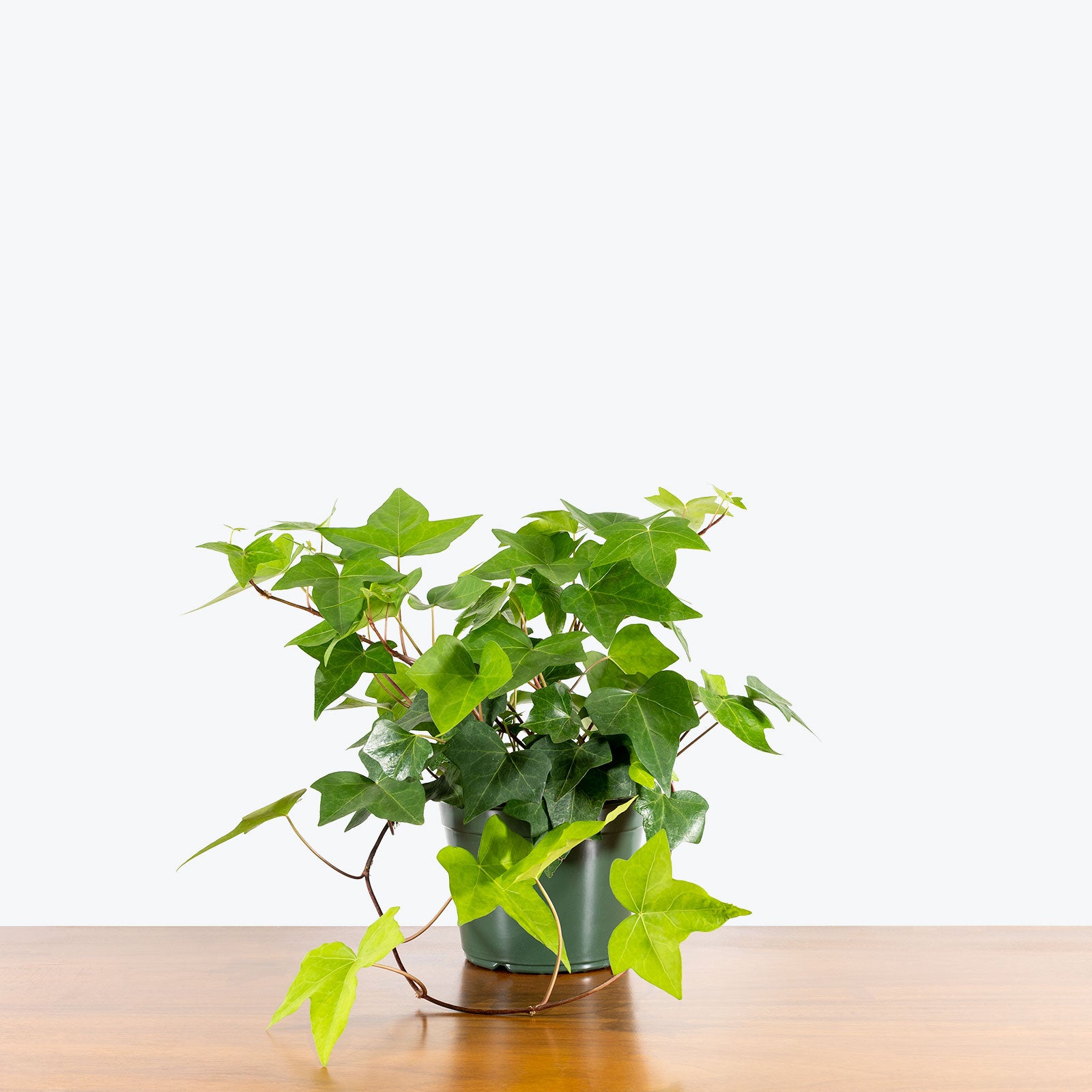 Algerian Ivy - House Plants Delivery Toronto - JOMO Studio