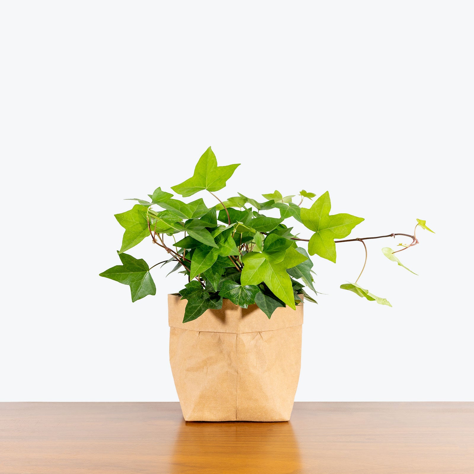 Algerian Ivy - House Plants Delivery Toronto - JOMO Studio