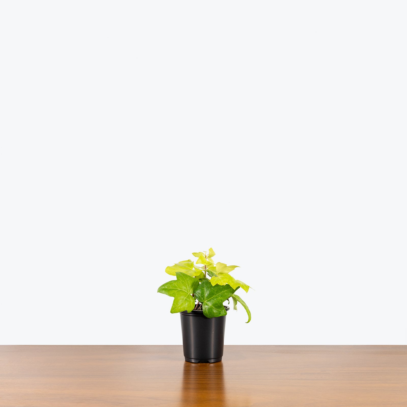 Algerian Ivy Neon - House Plants Delivery Toronto - JOMO Studio