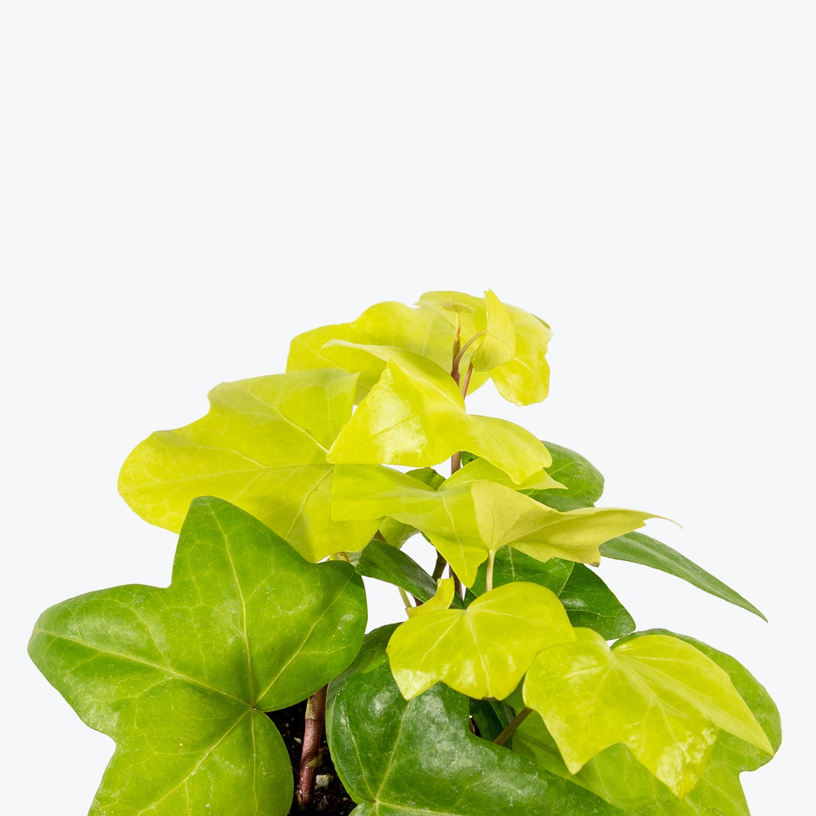 Algerian Ivy Neon - House Plants Delivery Toronto - JOMO Studio