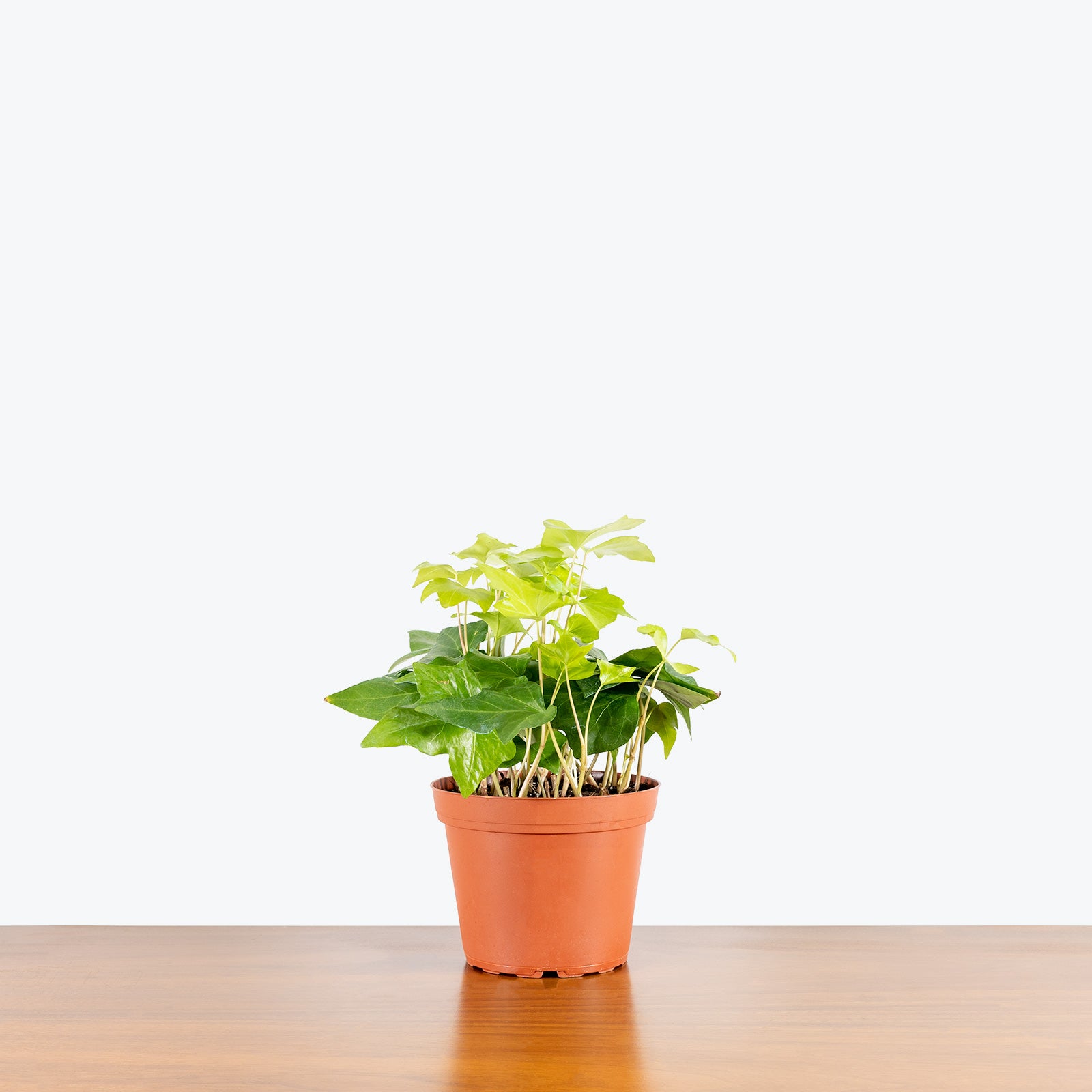 Algerian Ivy Neon - House Plants Delivery Toronto - JOMO Studio