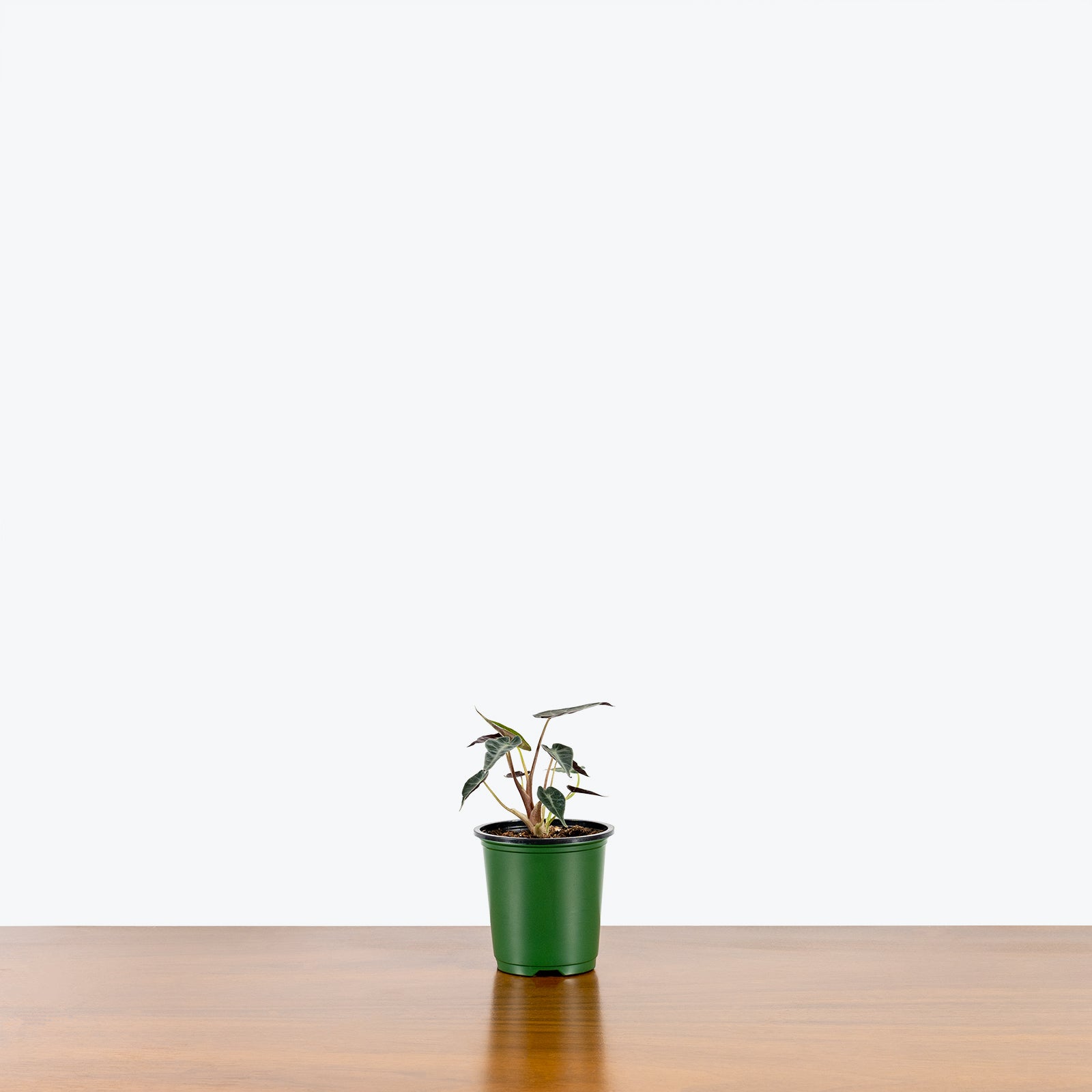 Alocasia Bambino | Care Guide and Pro Tips - Delivery from Toronto across Canada - JOMO Studio