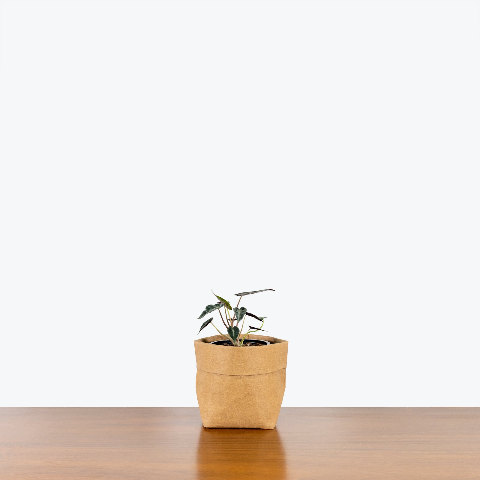 Alocasia Bambino | Care Guide and Pro Tips - Delivery from Toronto across Canada - JOMO Studio