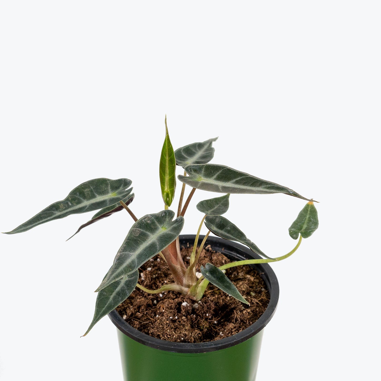 Alocasia Bambino - House Plants Delivery Toronto - JOMO Studio