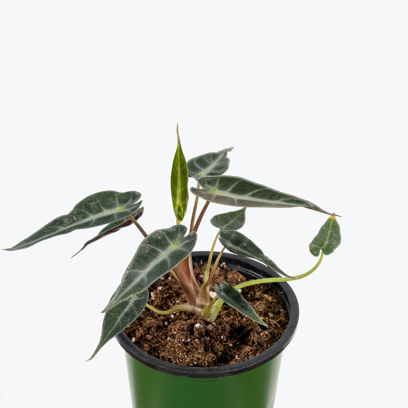 Alocasia Bambino | Care Guide and Pro Tips - Delivery from Toronto across Canada - JOMO Studio