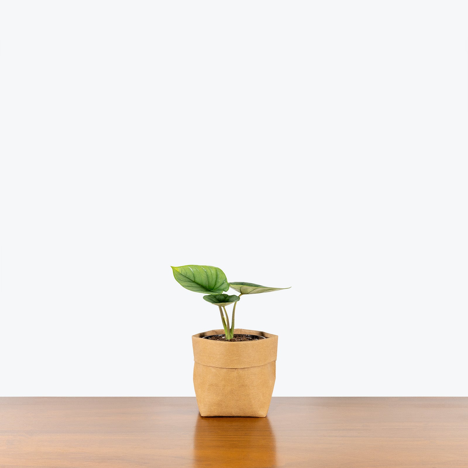 Alocasia Bisma - House Plants Delivery Toronto - JOMO Studio