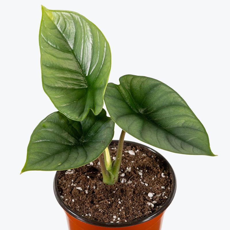 Alocasia Bisma - House Plants Delivery Toronto - JOMO Studio