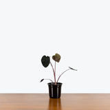 Alocasia Black Sapphire Gecko — 4" Pot