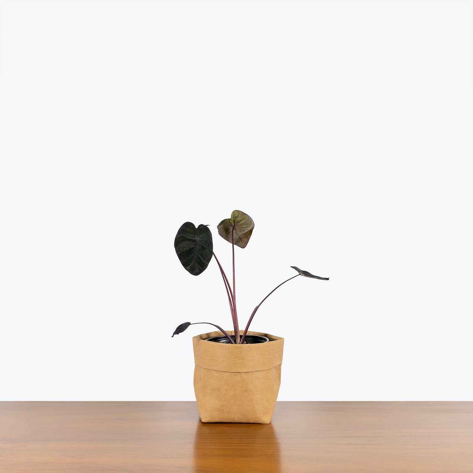 Alocasia Black Sapphire Gecko - House Plants Delivery Toronto - JOMO Studio