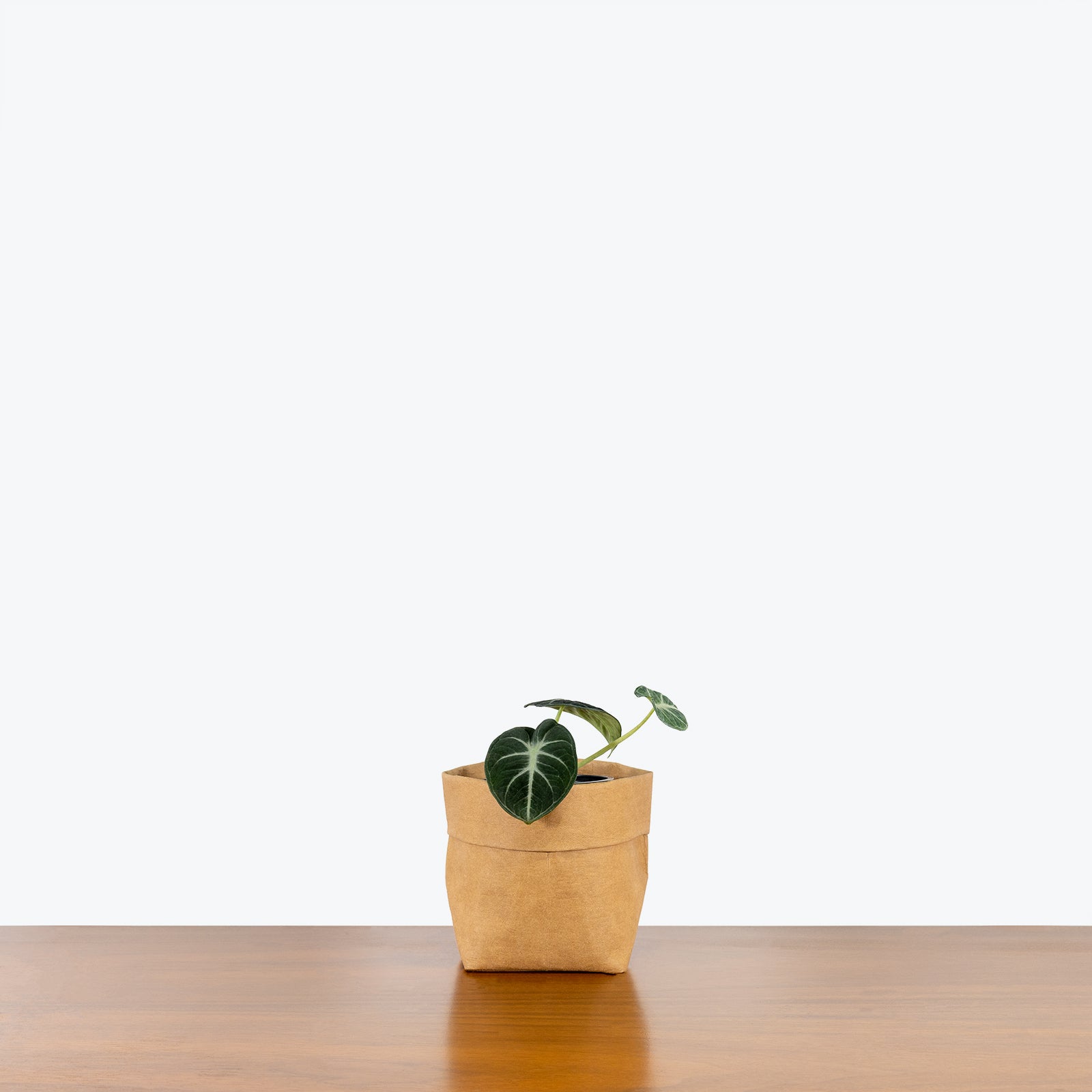 Alocasia Black Velvet - House Plants Delivery Toronto - JOMO Studio