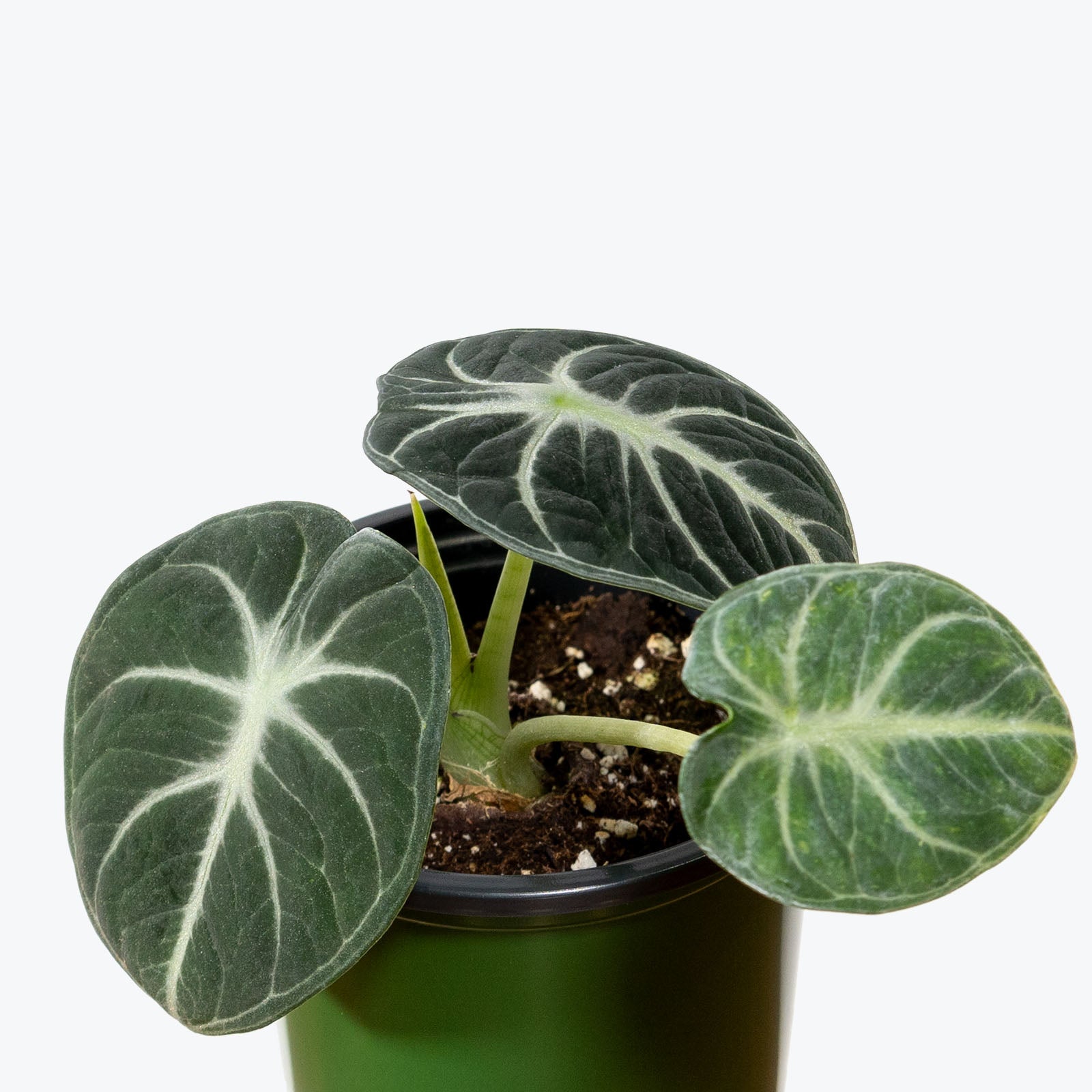 Alocasia Black Velvet - House Plants Delivery Toronto - JOMO Studio