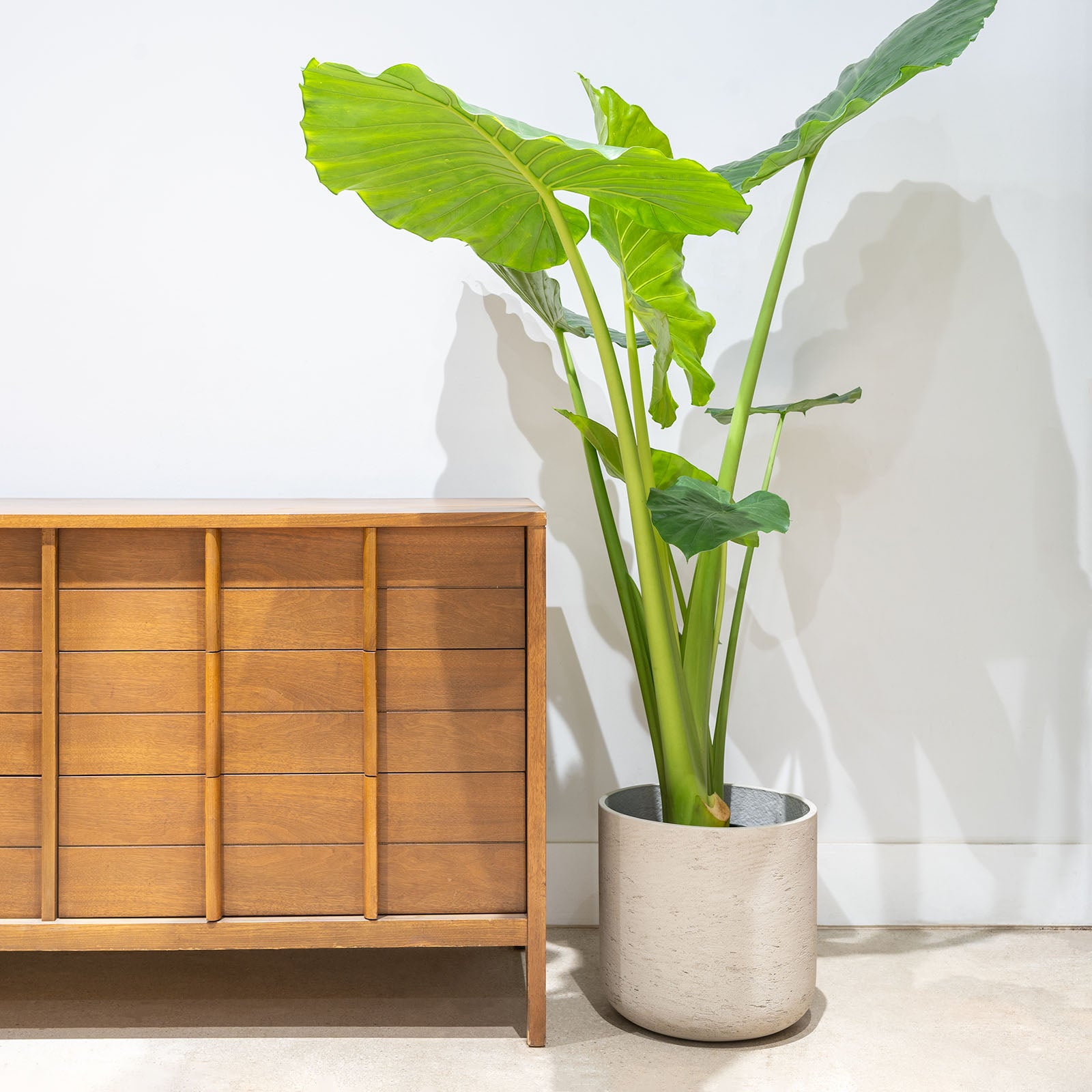 Alocasia Calidora - House Plants Delivery Toronto - JOMO Studio