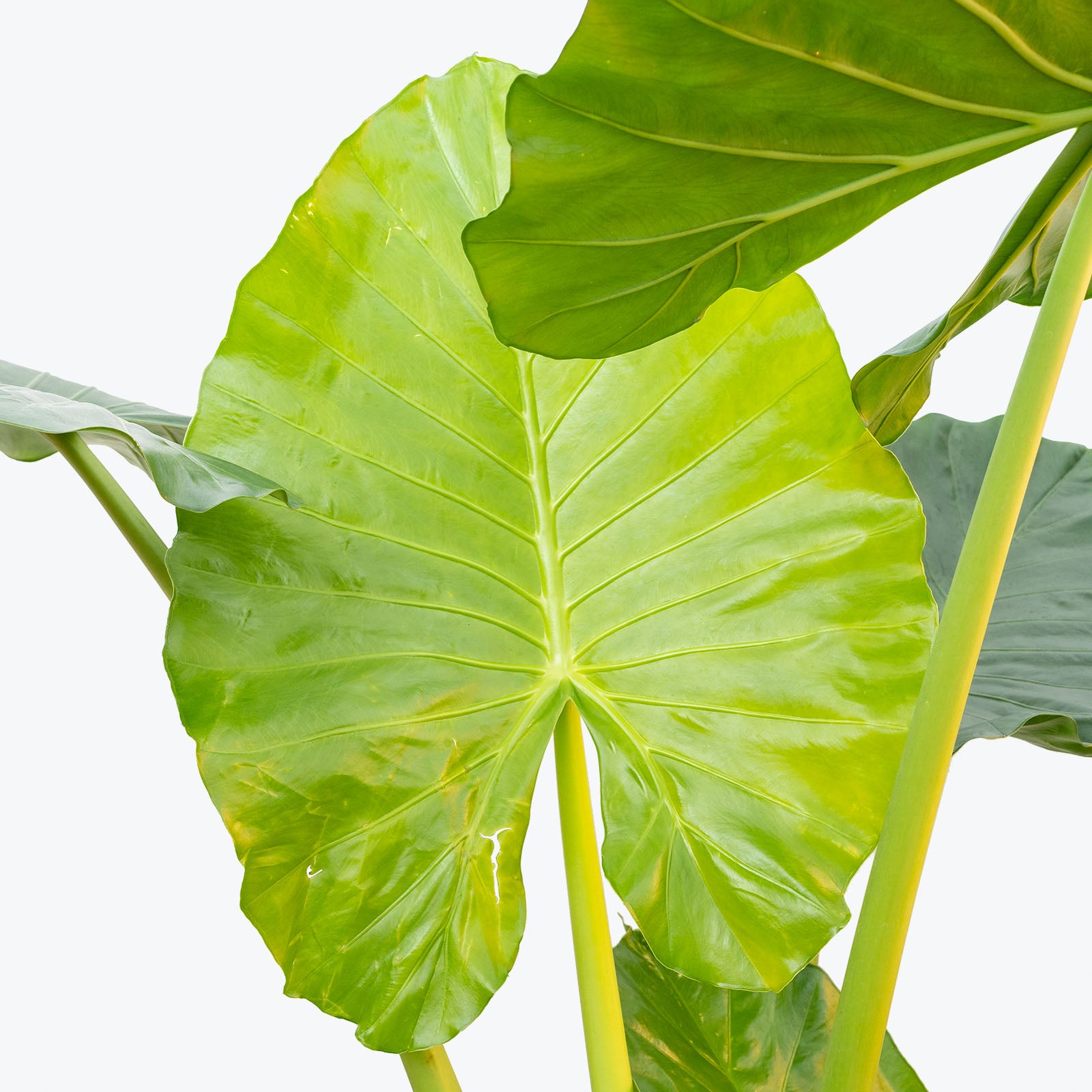 Alocasia Calidora - House Plants Delivery Toronto - JOMO Studio