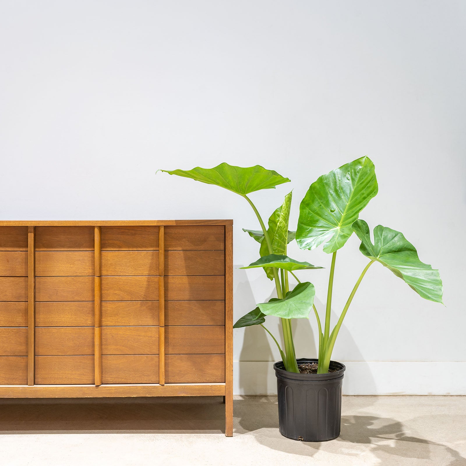 Alocasia California - House Plants Delivery Toronto - JOMO Studio