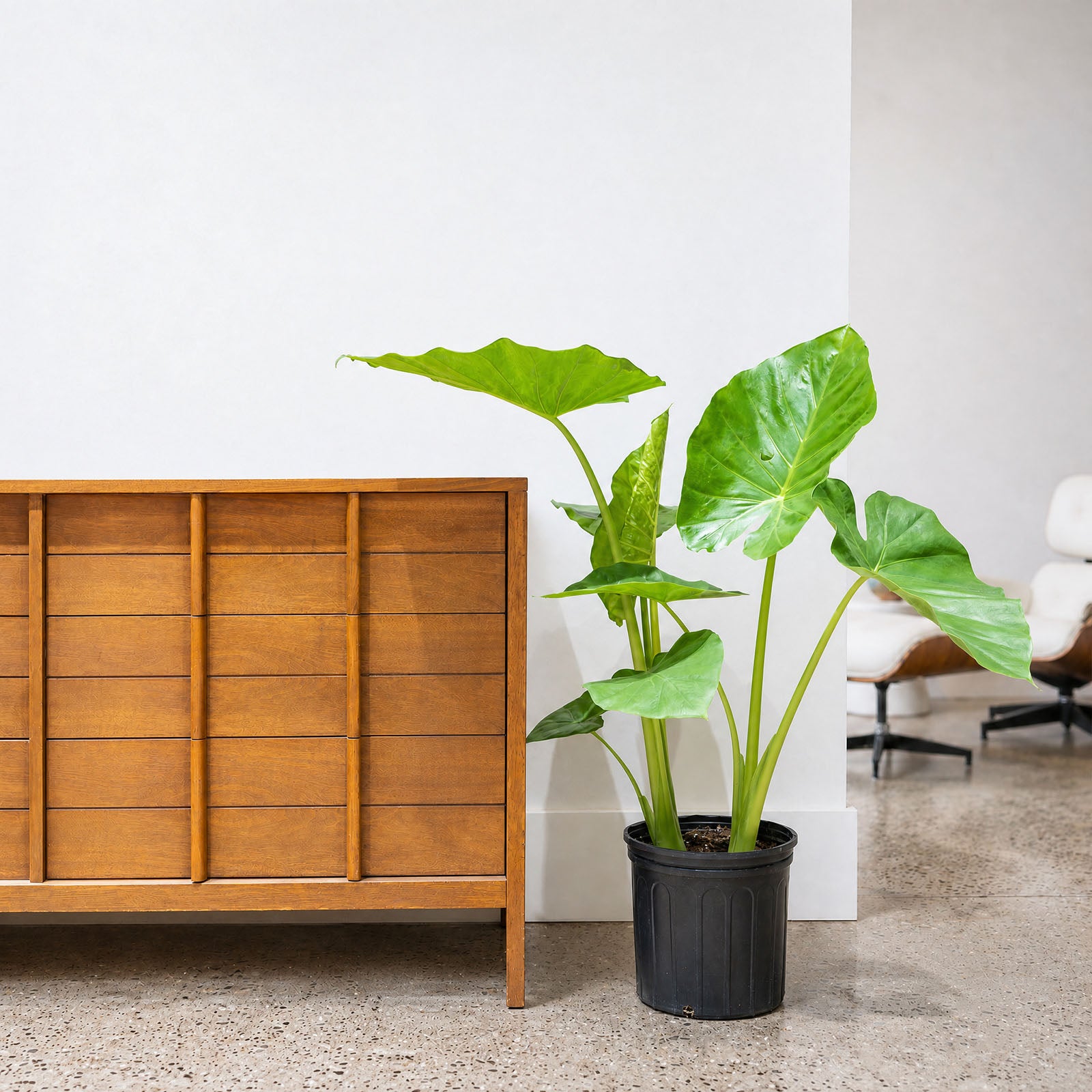 Alocasia California - House Plants Delivery Toronto - JOMO Studio