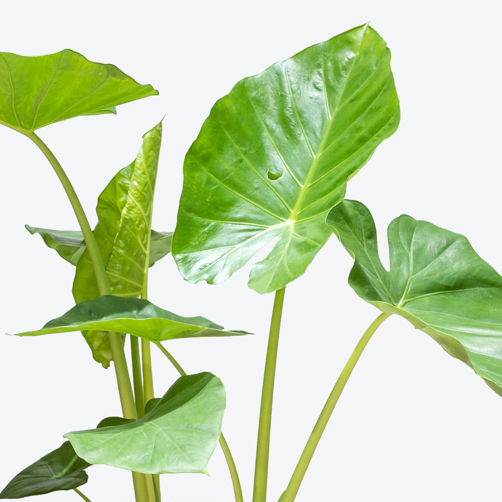 Alocasia California - House Plants Delivery Toronto - JOMO Studio