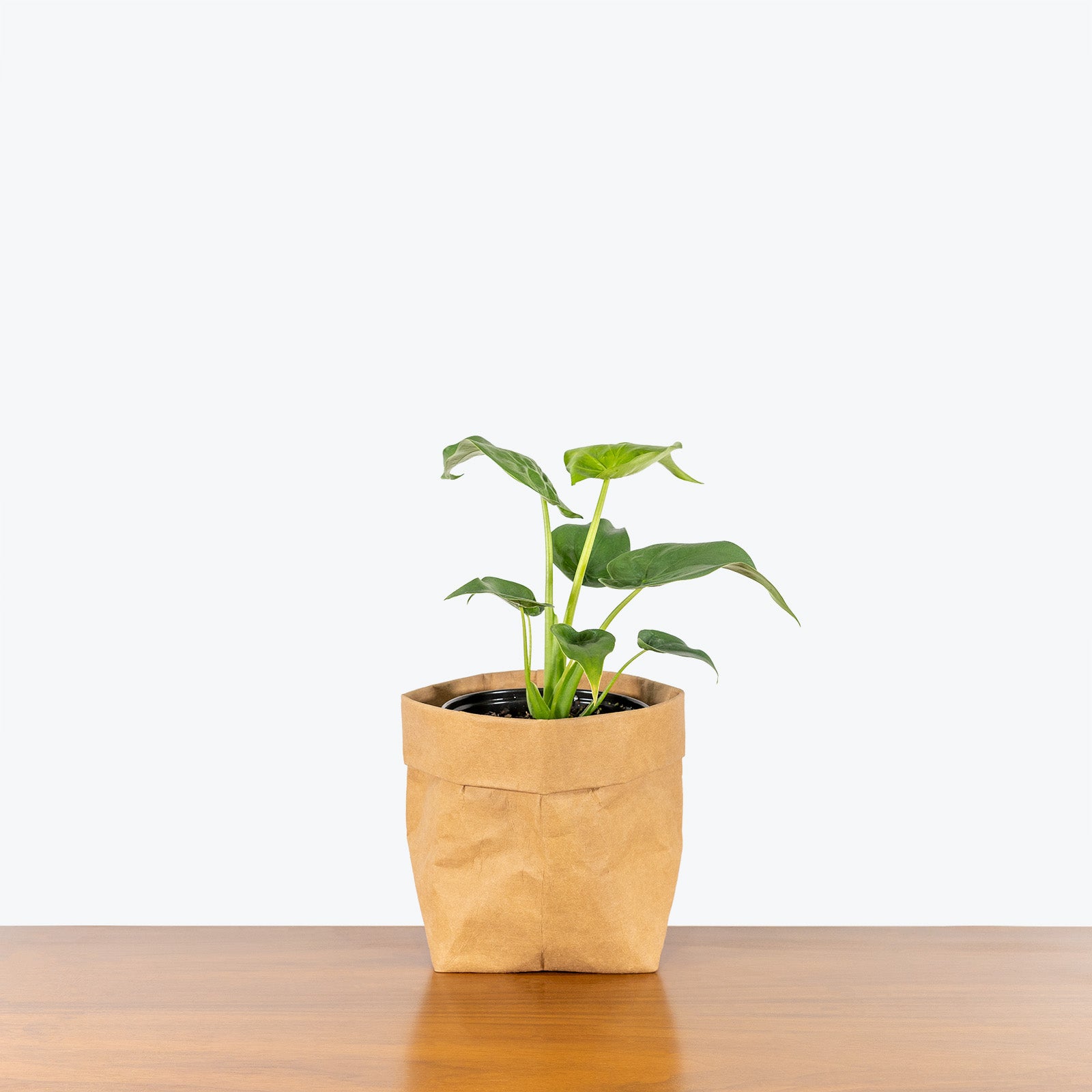 Alocasia Cucullata - House Plants Delivery Toronto - JOMO Studio