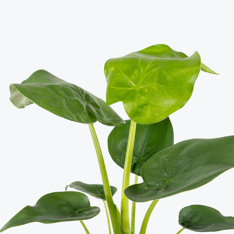 Alocasia Cucullata - House Plants Delivery Toronto - JOMO Studio