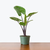 Alocasia Dark Star — 6" Pot (smaller than picture)
