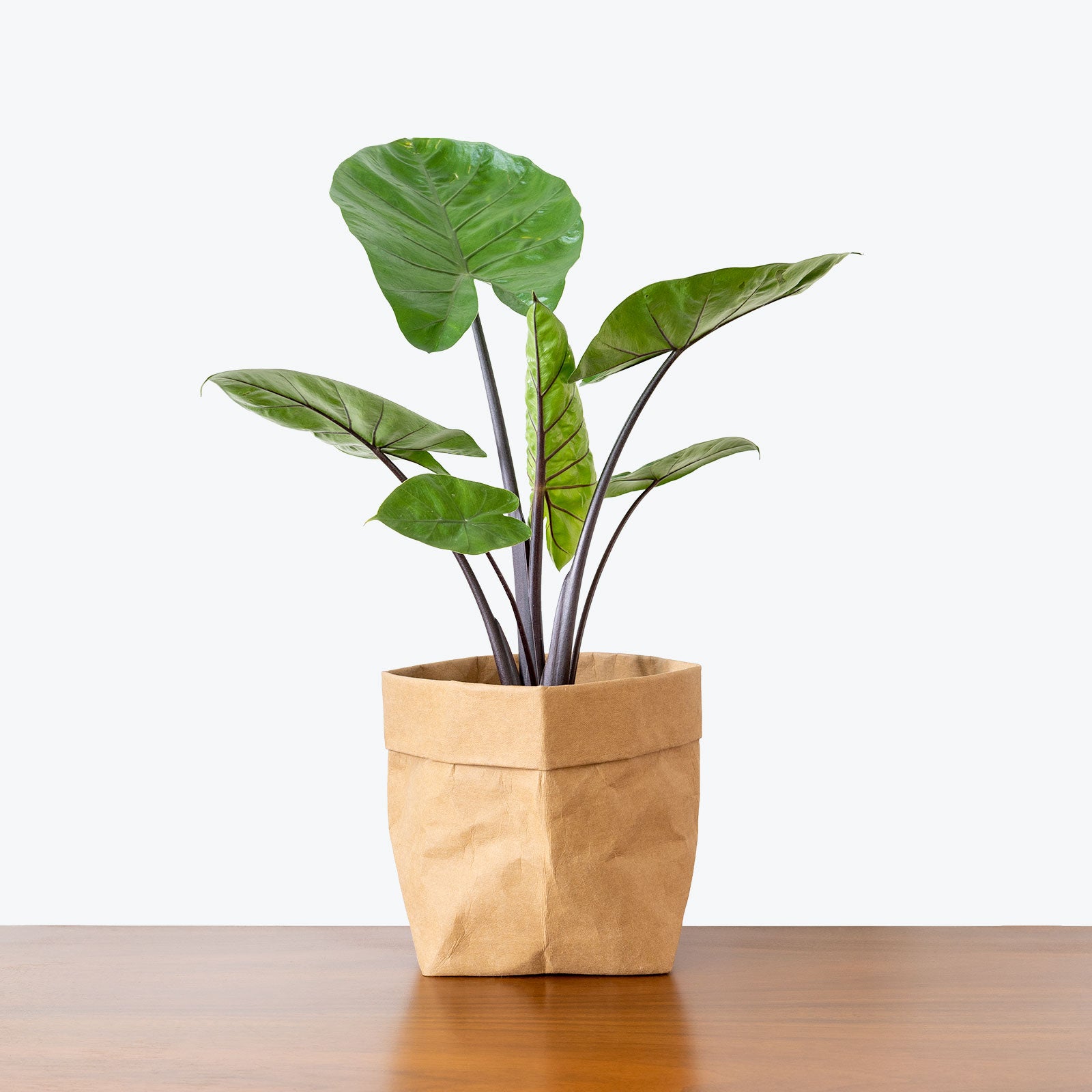 Alocasia Dark Star - House Plants Delivery Toronto - JOMO Studio