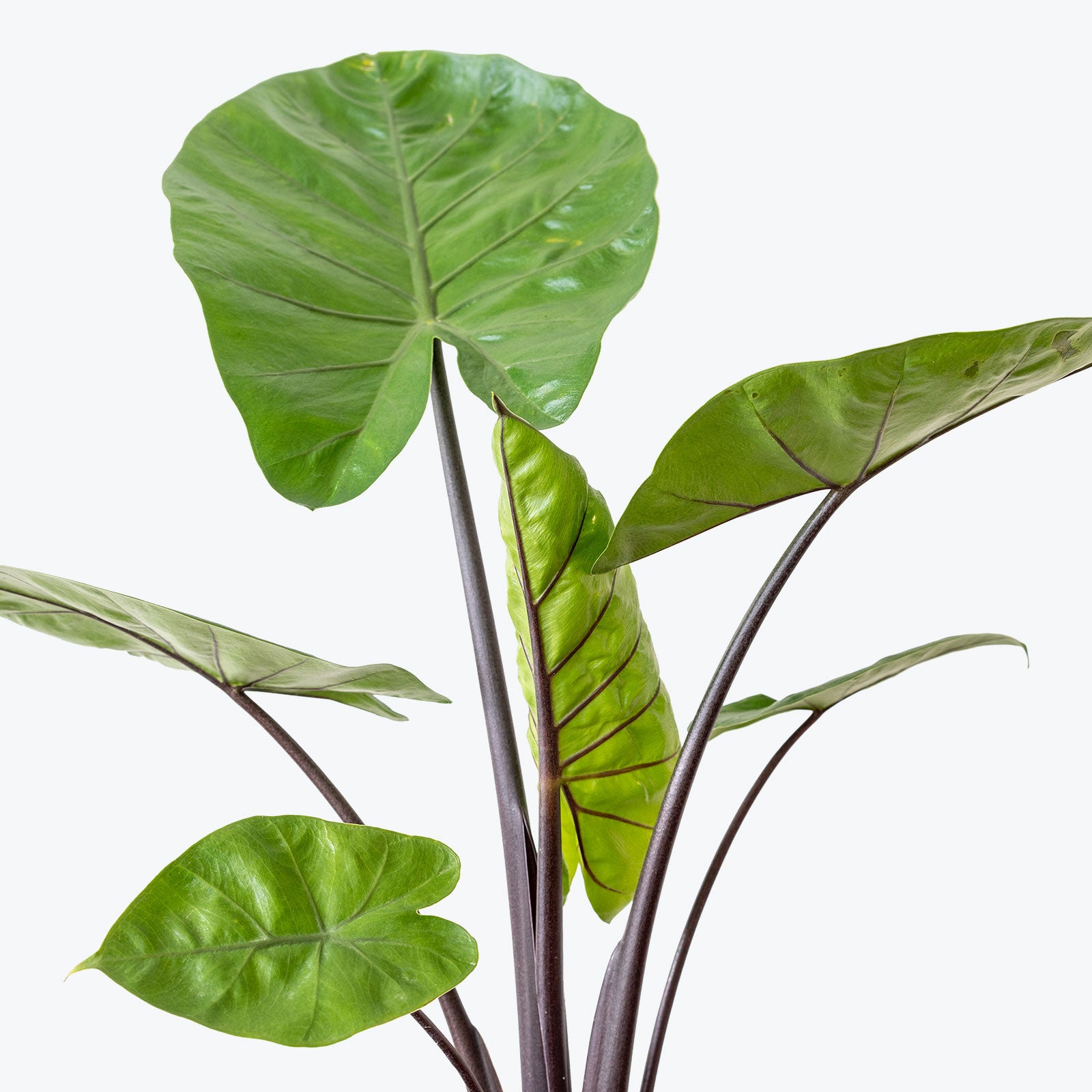 Alocasia Dark Star - House Plants Delivery Toronto - JOMO Studio