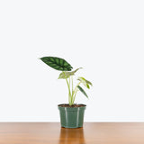 Alocasia Dragon Scale — 6" Pot