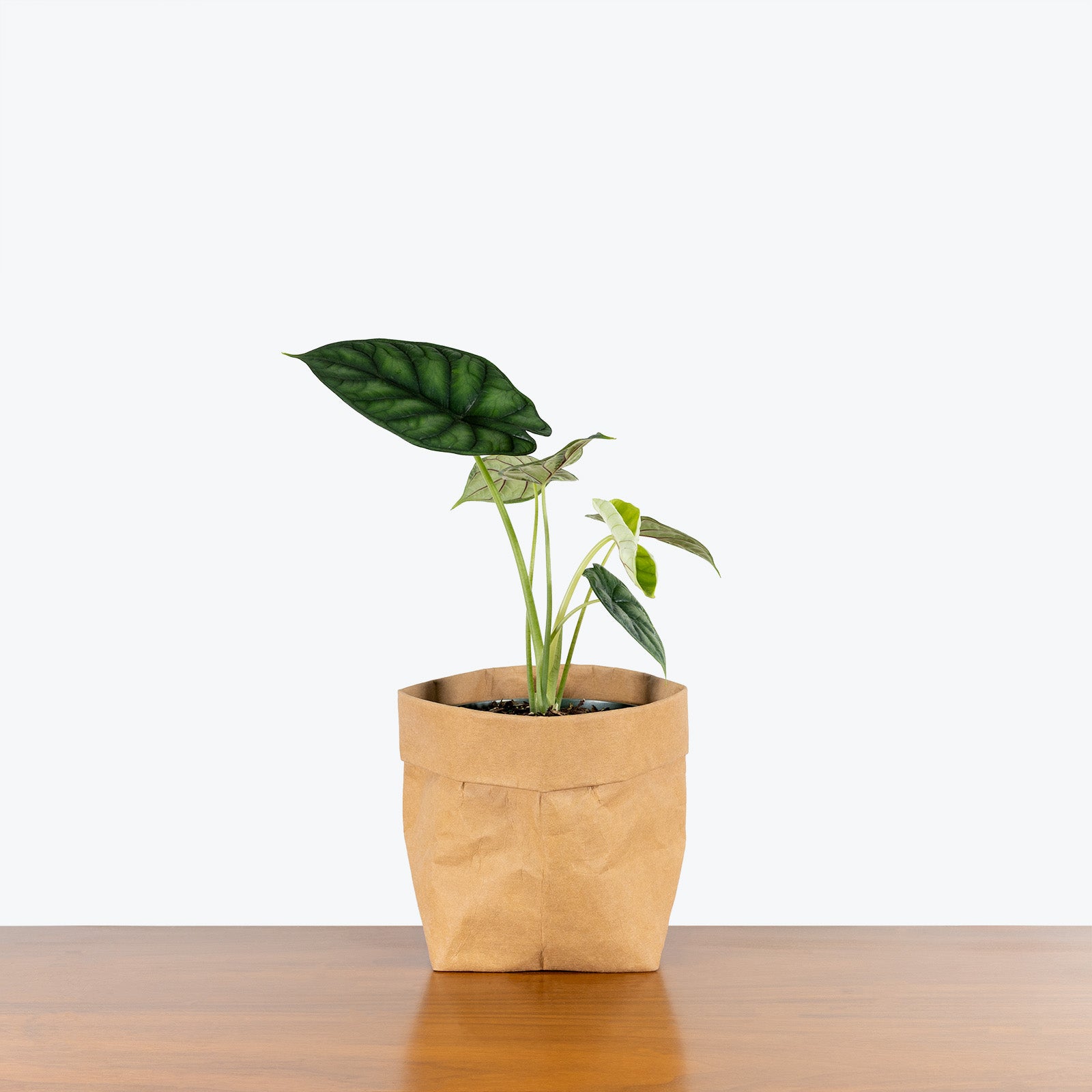 Alocasia Dragon Scale - House Plants Delivery Toronto - JOMO Studio