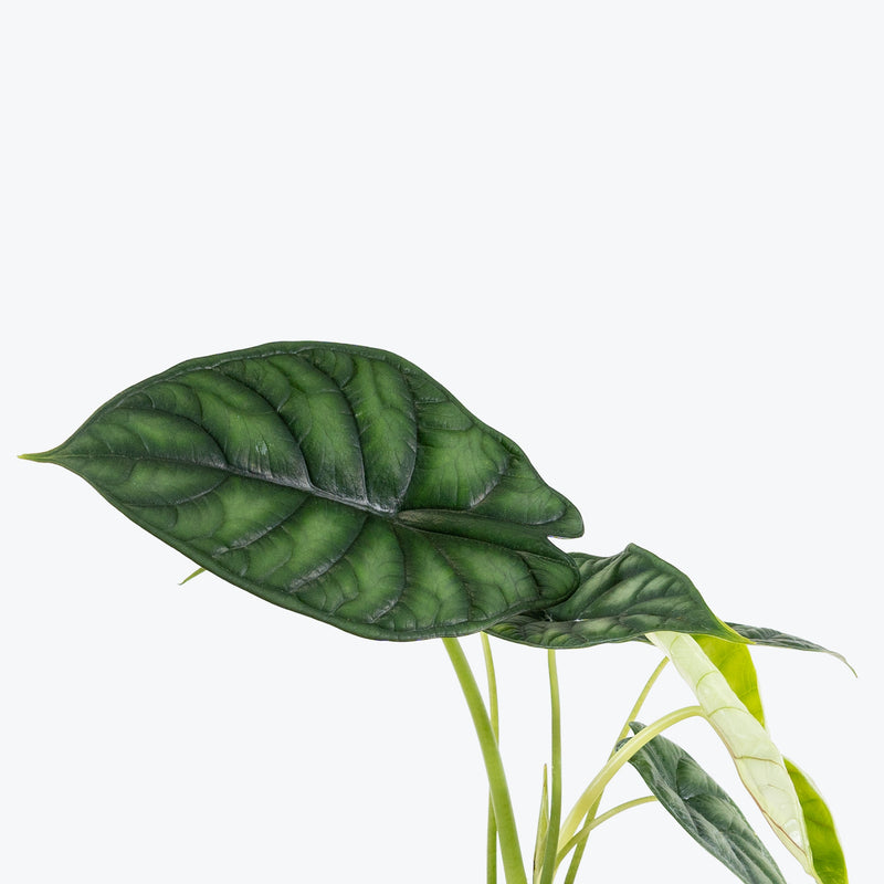 Alocasia Dragon Scale | Care Guide and Pro Tips - Delivery from Toronto across Canada - JOMO Studio