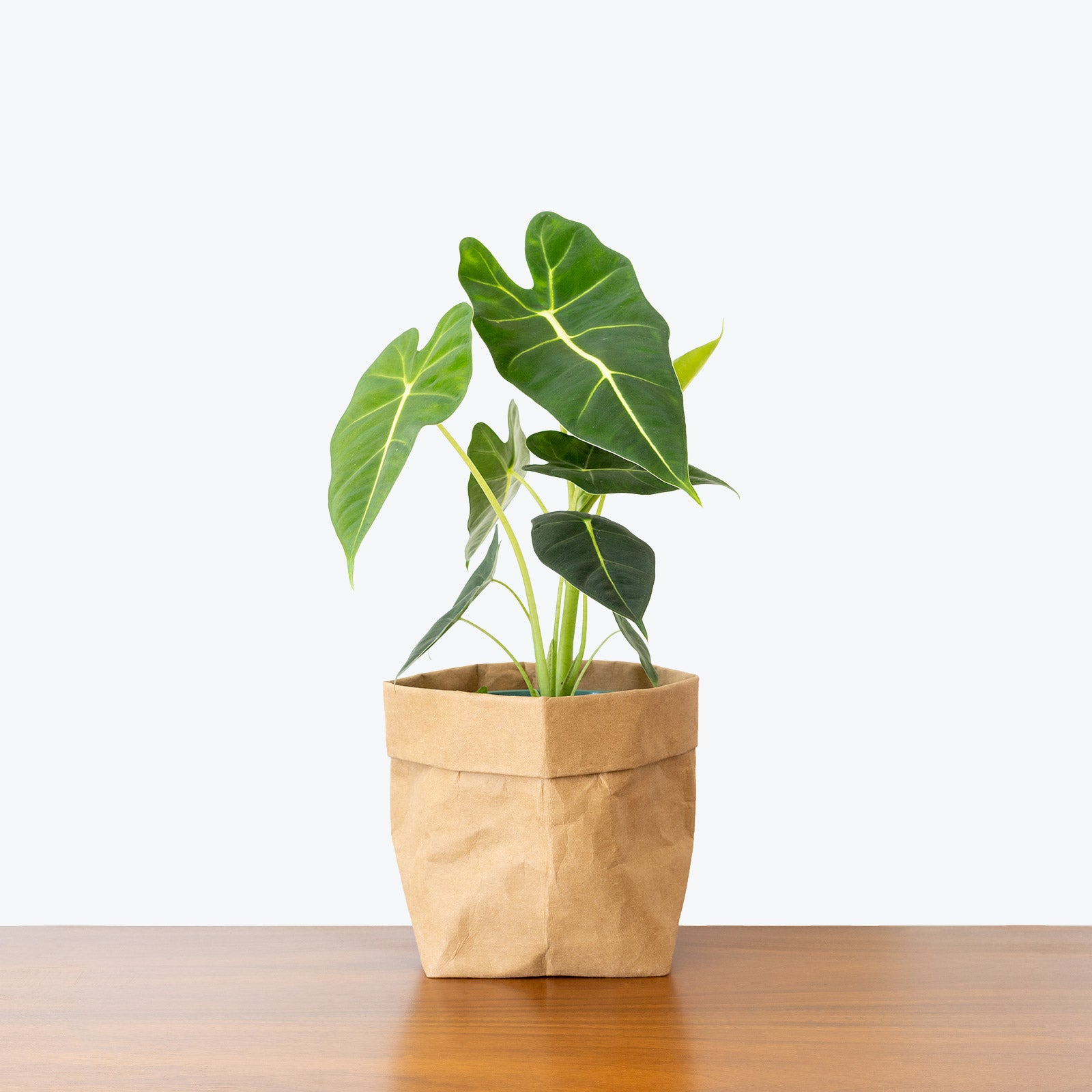 Alocasia Frydek | Care Guide and Pro Tips - Delivery from Toronto across Canada - JOMO Studio