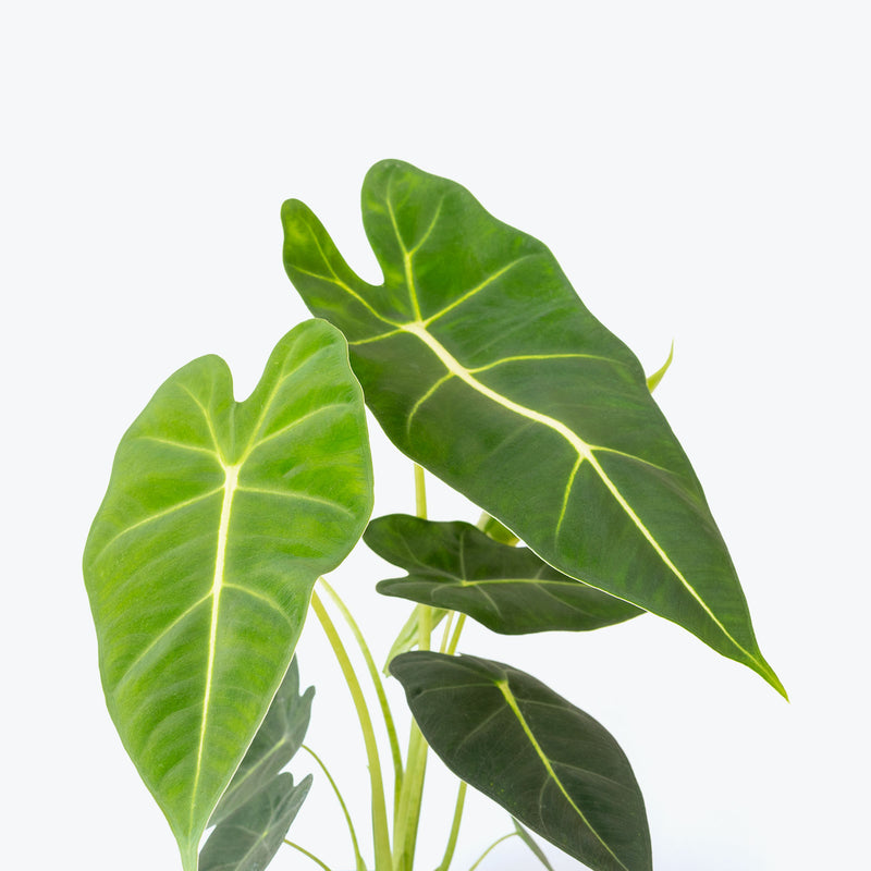 Alocasia Frydek | Care Guide and Pro Tips - Delivery from Toronto across Canada - JOMO Studio