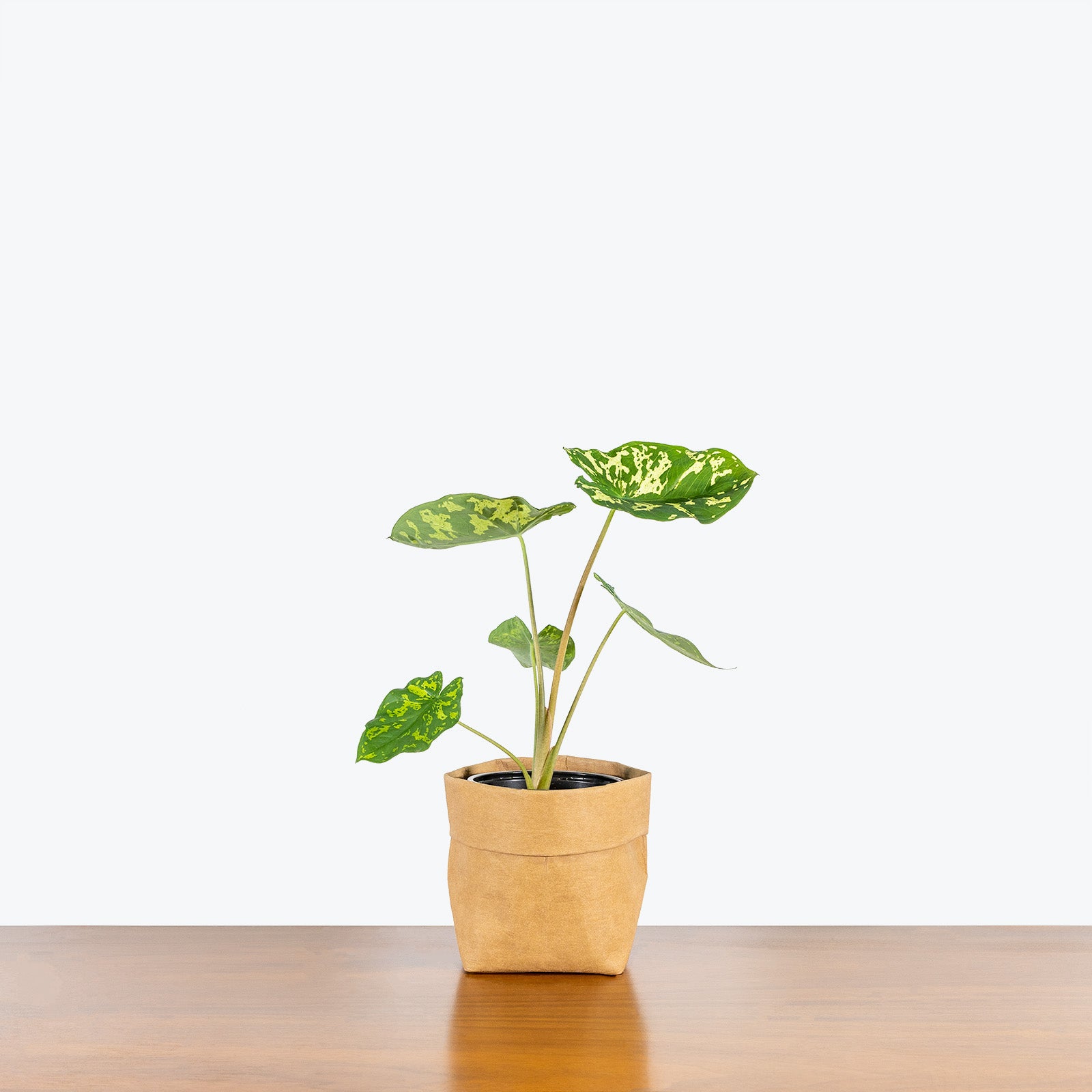 Alocasia Hilo Beauty | Care Guide and Pro Tips - Delivery from Toronto across Canada - JOMO Studio