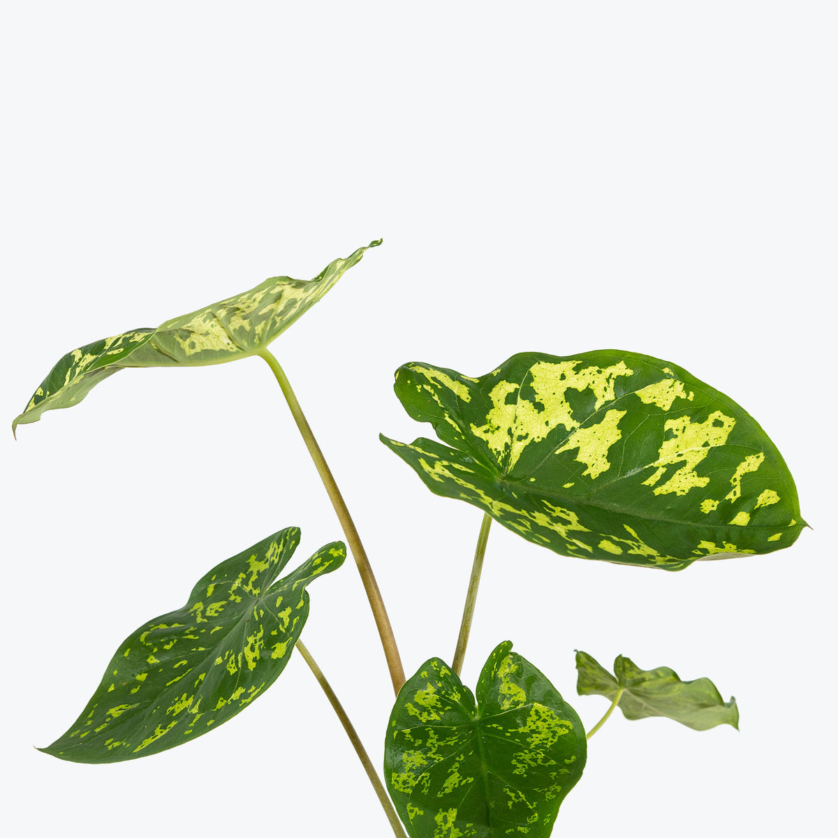 Alocasia Hilo Beauty - House Plants Delivery Toronto - JOMO Studio