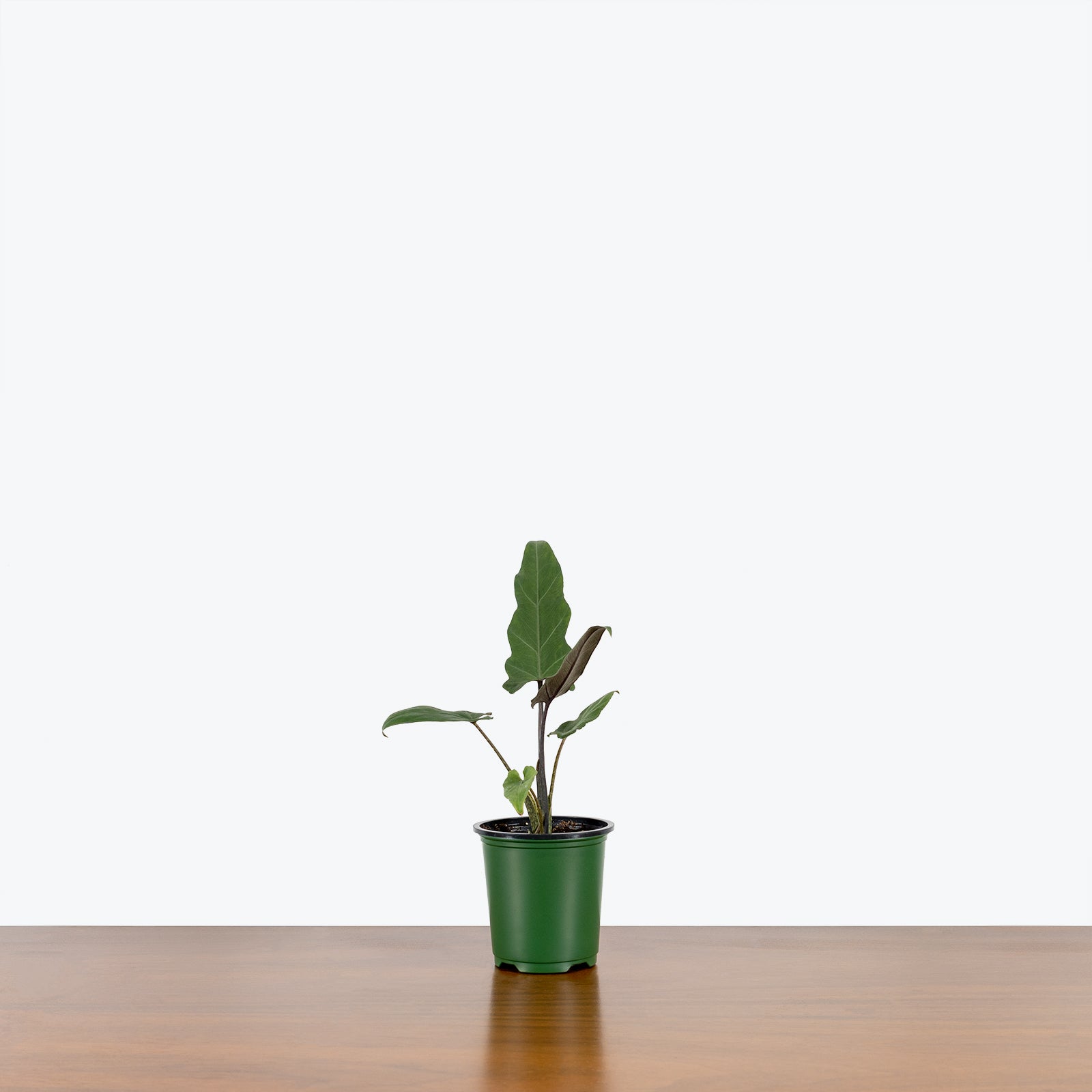 Alocasia Lauterbachiana - House Plants Delivery Toronto - JOMO Studio