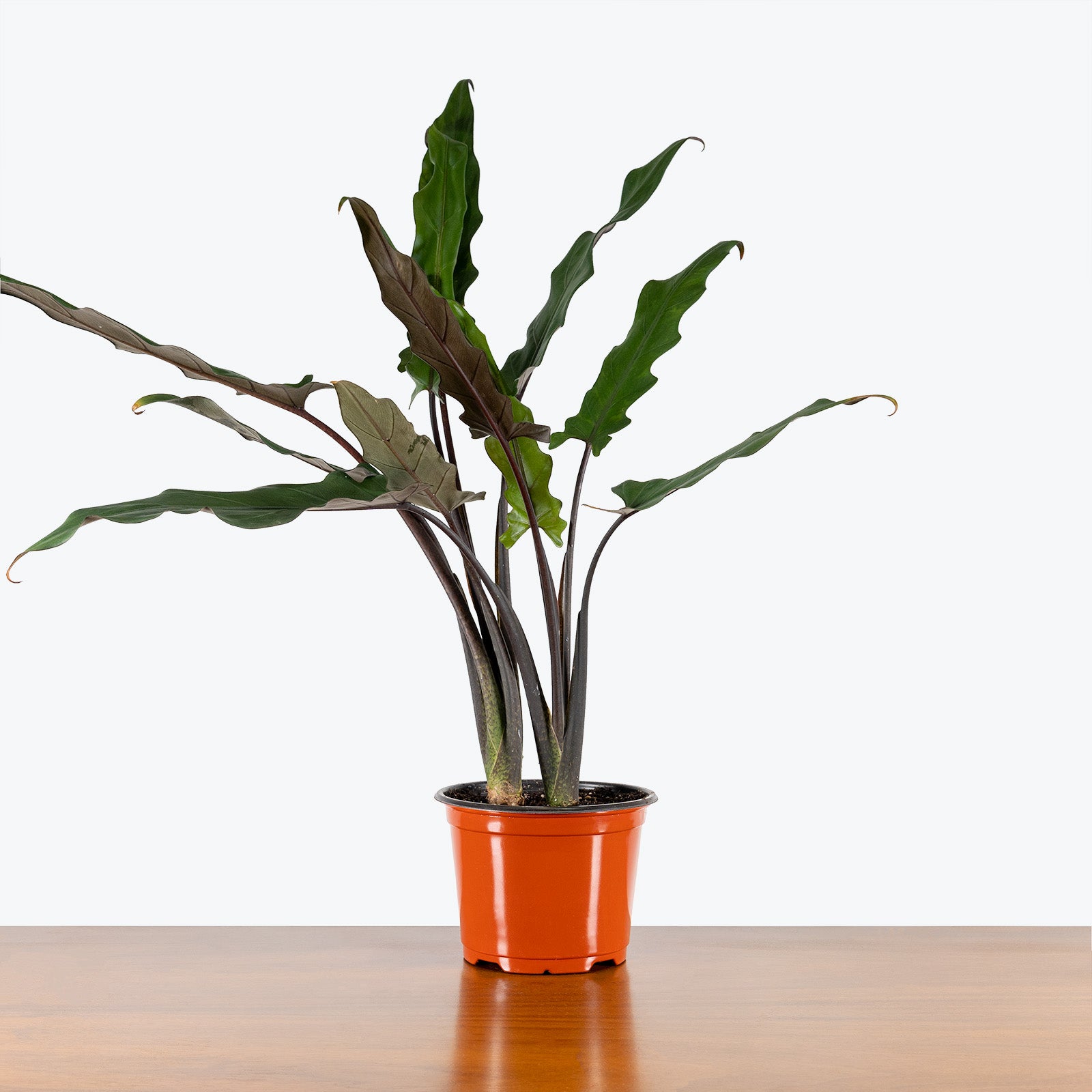 Alocasia Lauterbachiana - House Plants Delivery Toronto - JOMO Studio