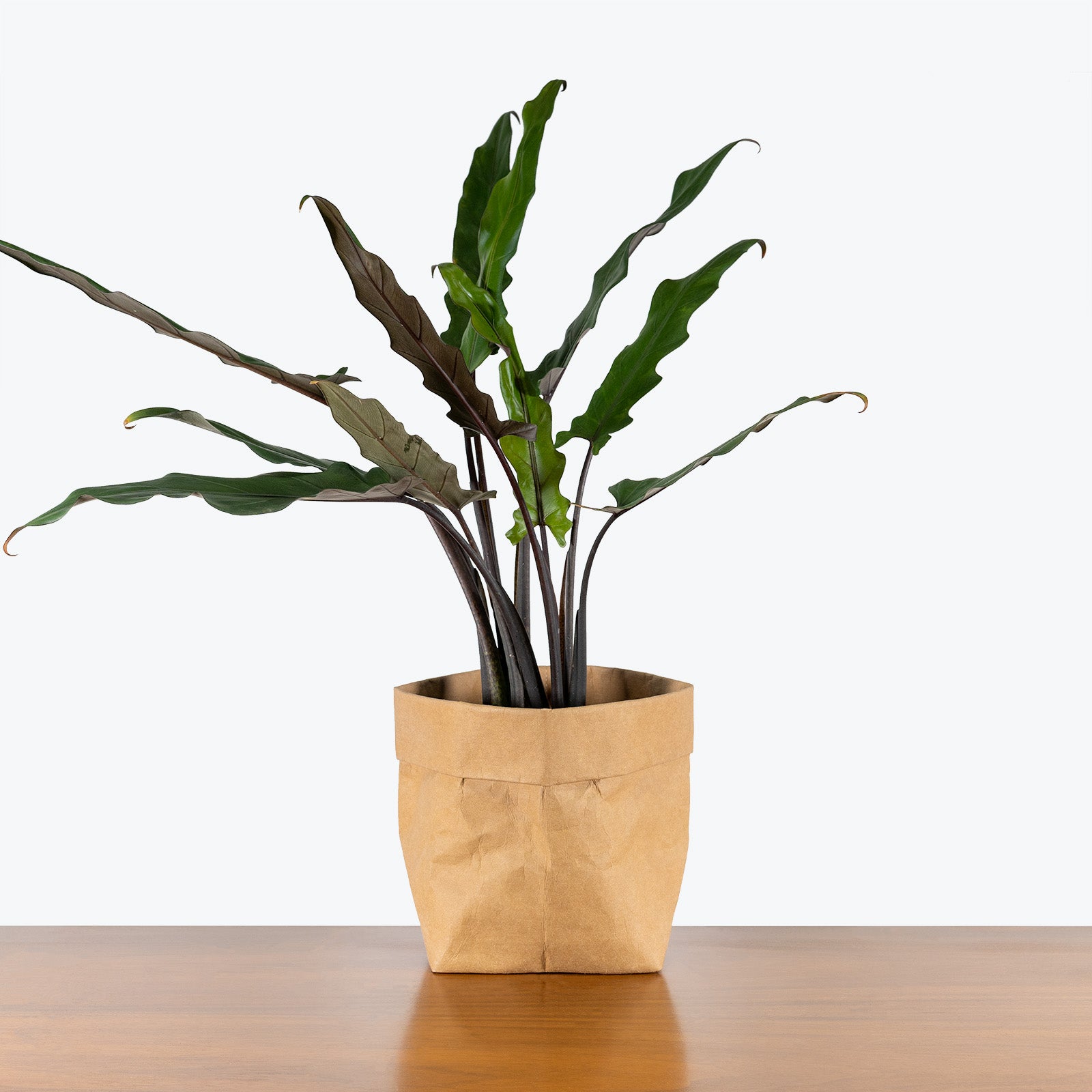 Alocasia Lauterbachiana - House Plants Delivery Toronto - JOMO Studio