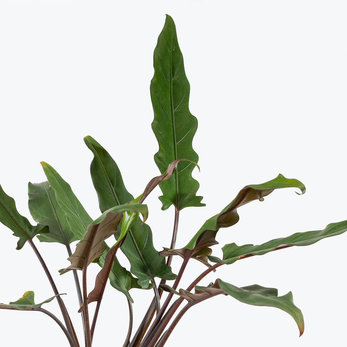 Alocasia Lauterbachiana - House Plants Delivery Toronto - JOMO Studio