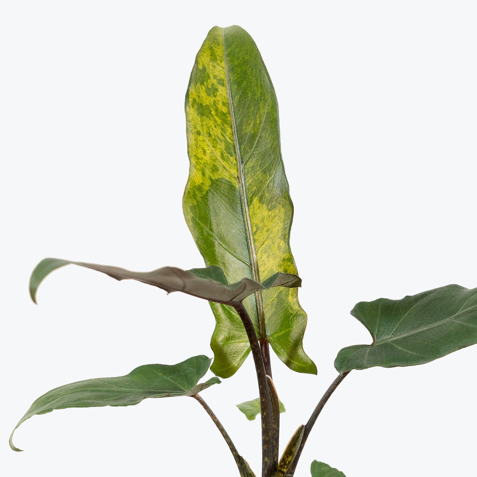 Alocasia Lauterbachiana Variegata - House Plants Delivery Toronto - JOMO Studio