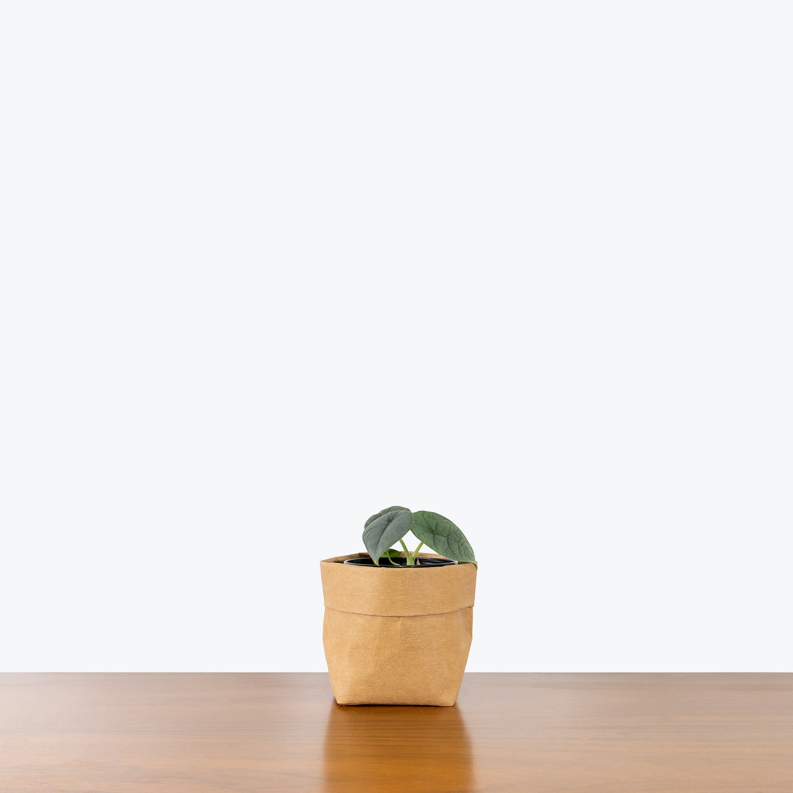 Alocasia Melo - House Plants Delivery Toronto - JOMO Studio