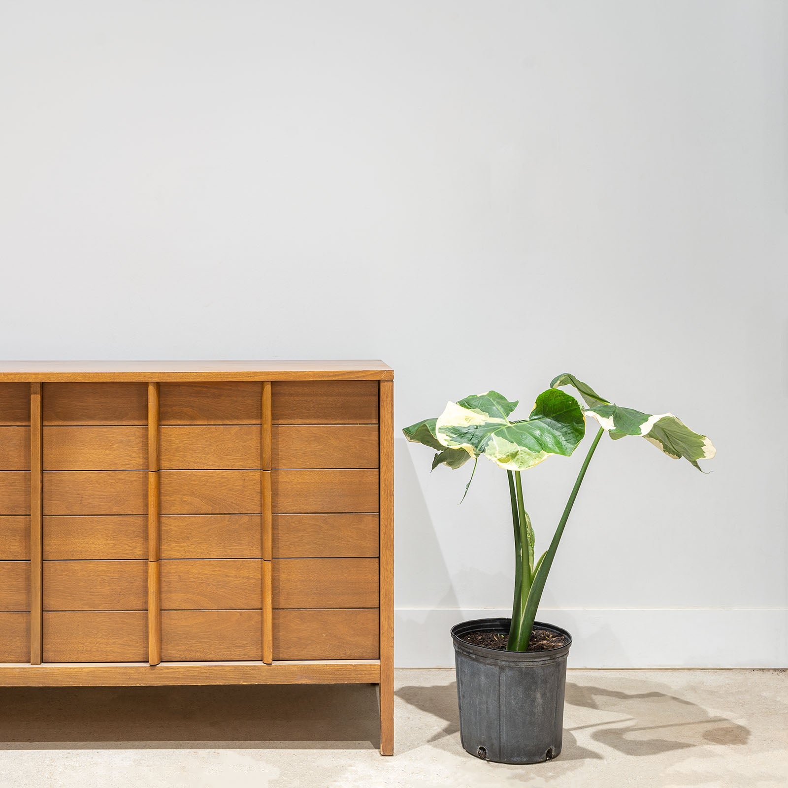 Alocasia Mickey Mouse - House Plants Delivery Toronto - JOMO Studio