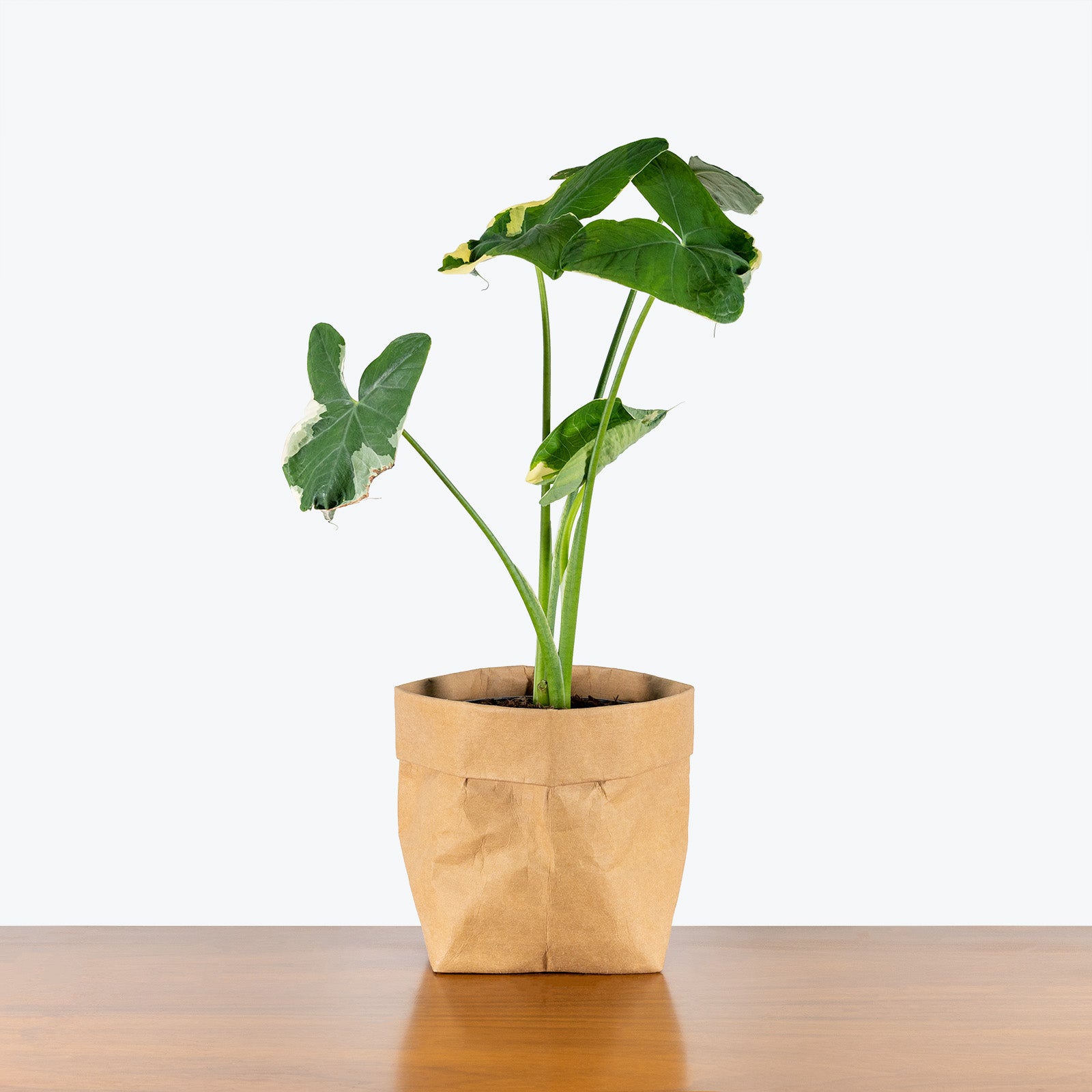 Alocasia Mickey Mouse - House Plants Delivery Toronto - JOMO Studio