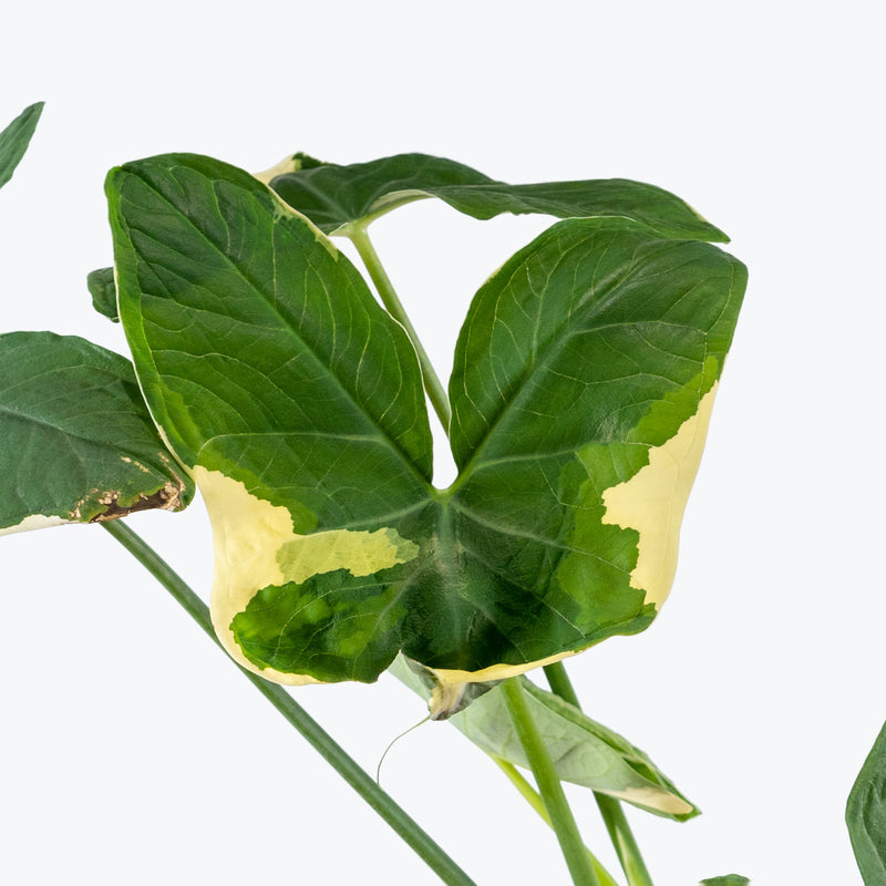 Alocasia Mickey Mouse - House Plants Delivery Toronto - JOMO Studio