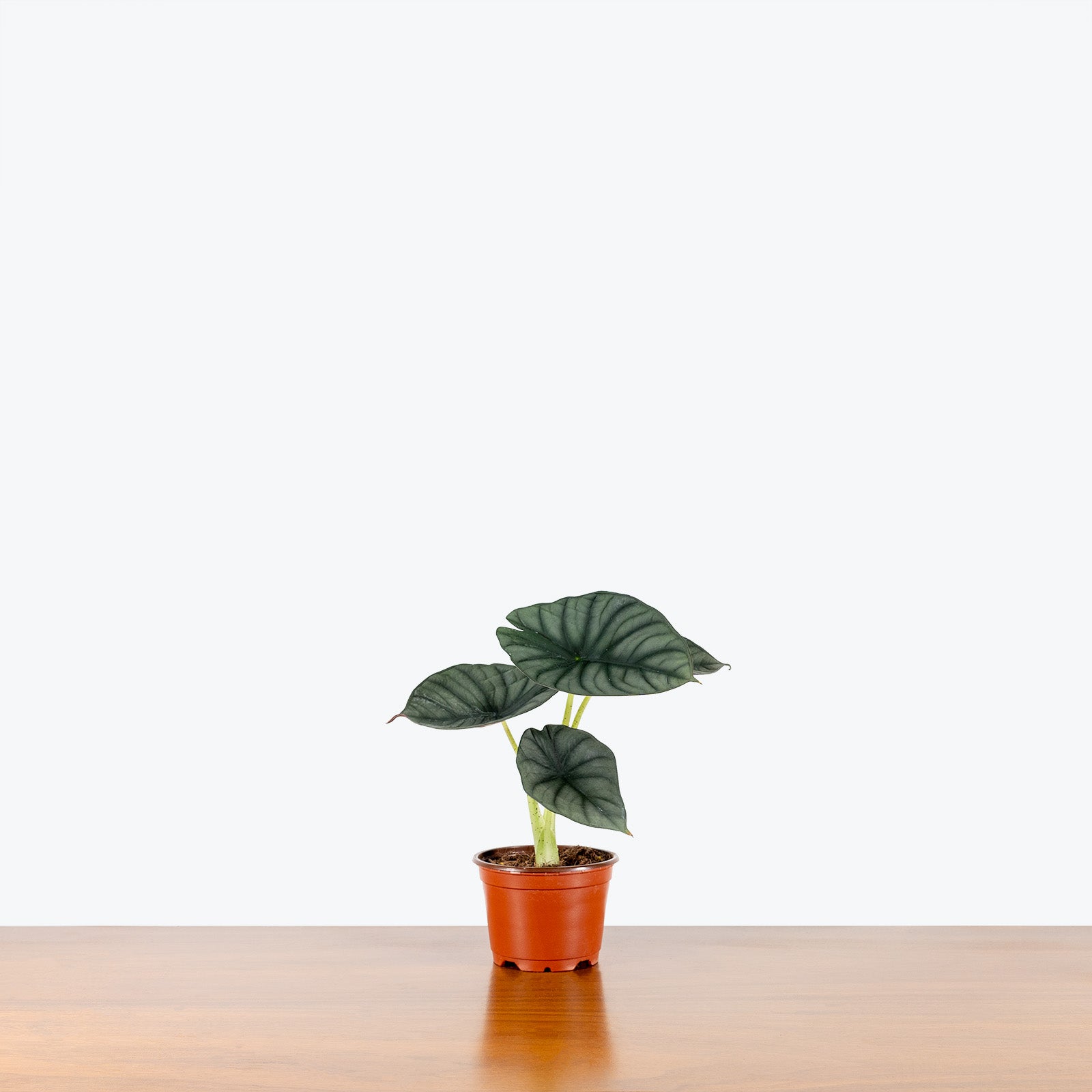 Alocasia Nebula | Care Guide and Pro Tips - House Plant Delivery from Toronto across Canada - JOMO Studio