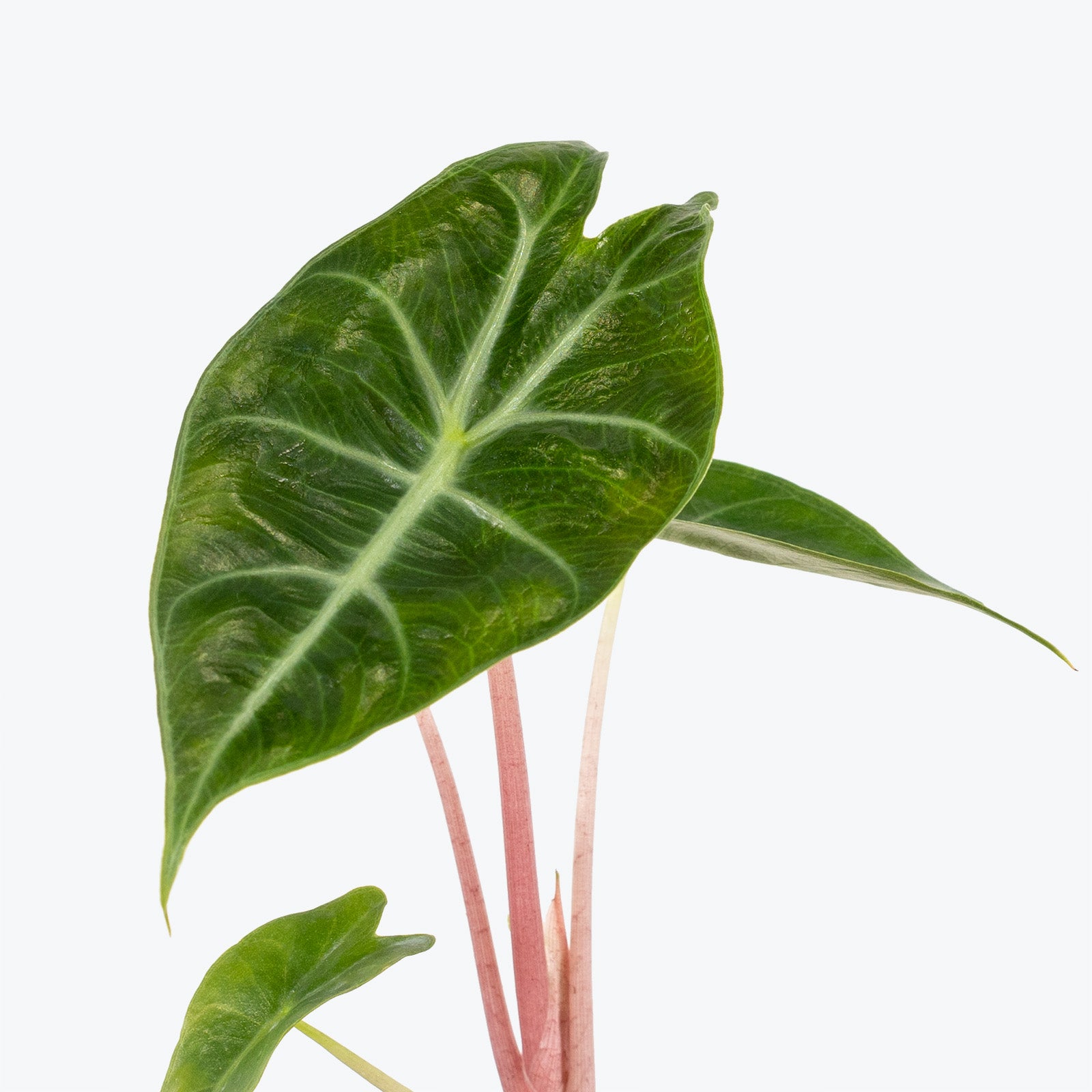 Alocasia Pink Dragon - House Plants Delivery Toronto - JOMO Studio