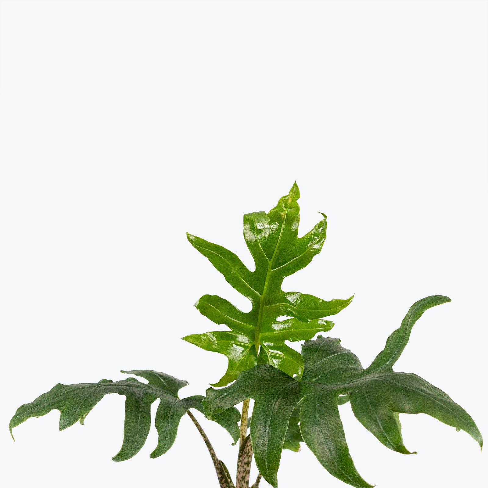 Alocasia Brancifolia Pink Passion | Care Guide and Pro Tips - Delivery from Toronto across Canada - JOMO Studio