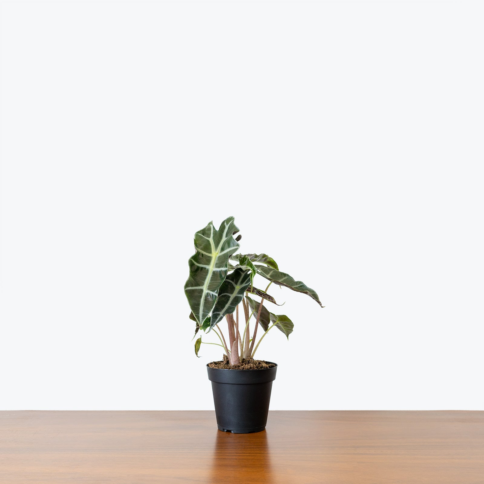 Alocasia Polly - House Plants Delivery Toronto - JOMO Studio