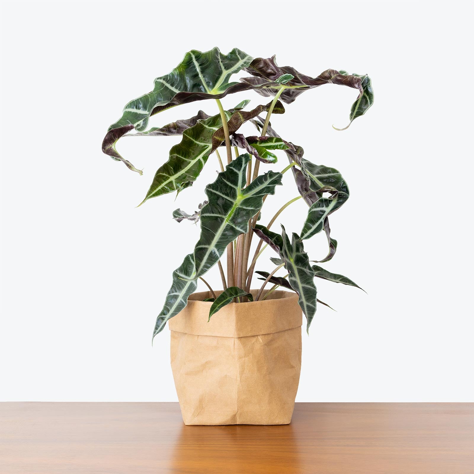 Alocasia Polly - House Plants Delivery Toronto - JOMO Studio